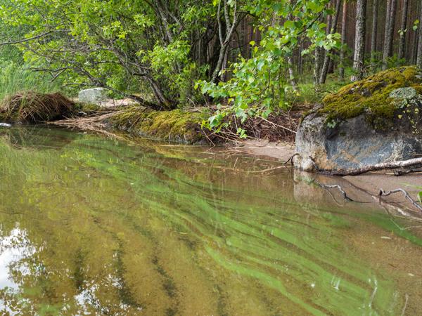 Rivestimento verdastro e viscido sulla superficie dell'acqua